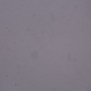 伊斯贝拉 – 雪白